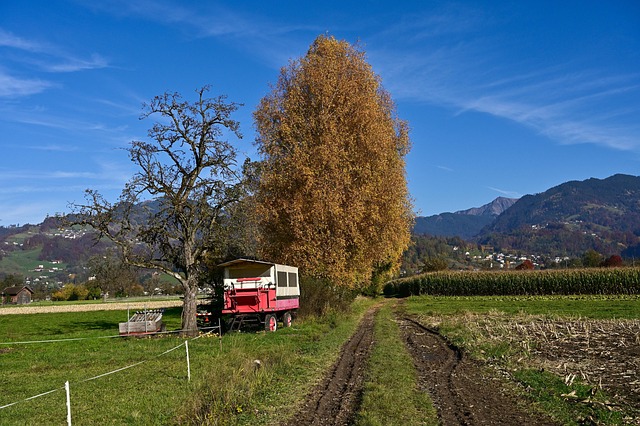 Efterår, Landskab, Træer, Natur, Blade