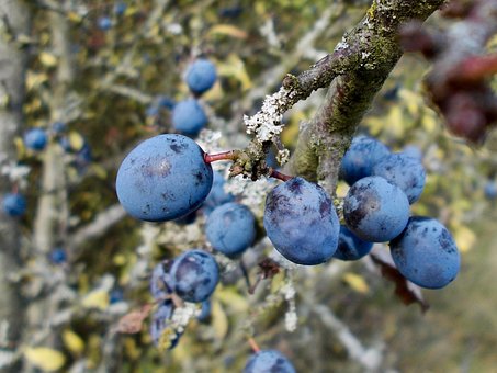 Free Sloe Schlehdorn photo and picture
