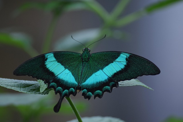 Free Butterfly Insect photo and picture