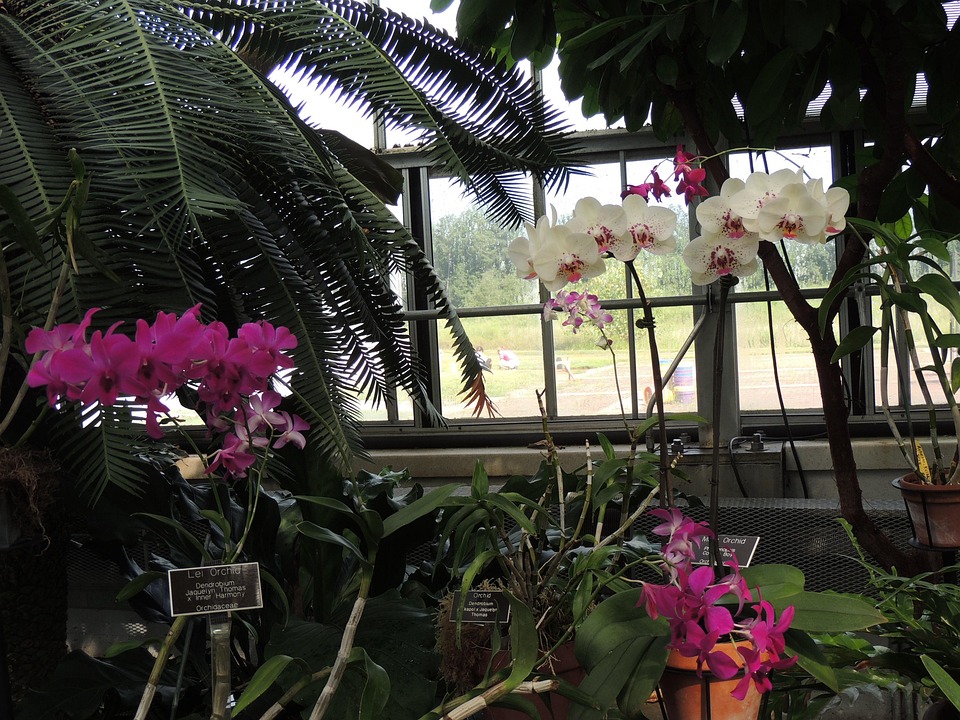 Orchidee Botanischer Garten Kostenloses Foto auf Pixabay Pixabay
