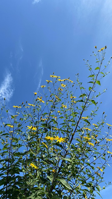 Cosmos, Céu Azul, Outono