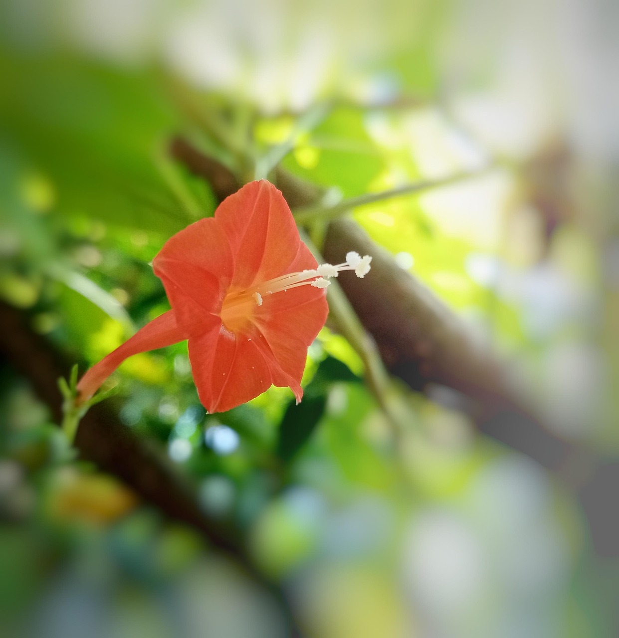 Red Morning Glory Flower Plant Free Photo On Pixabay