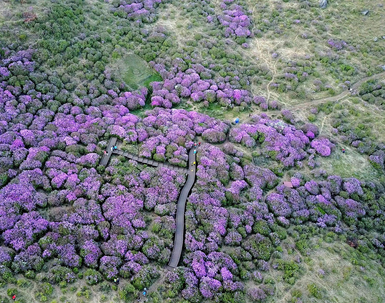 Azalea Drone Photography - Free photo on Pixabay - Pixabay