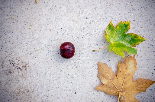Free Chestnut Sheets photo and picture