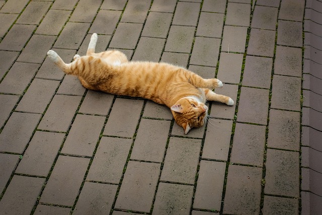 Free Cat Animal photo and picture