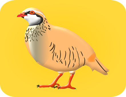 Free Bird Feathers illustration and picture