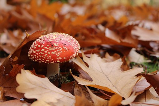 Free Fly Agaric Mushroom photo and picture