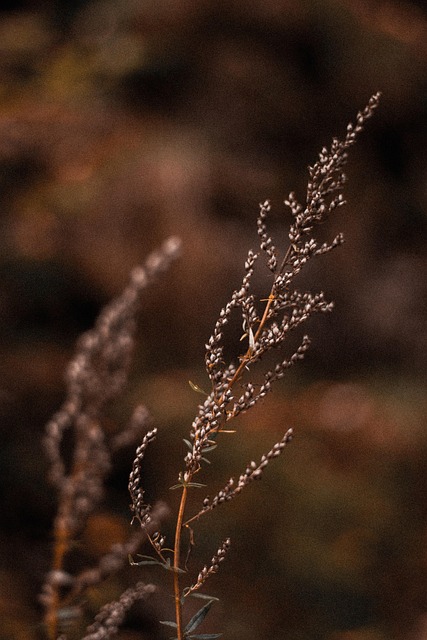 Free Plants Flowers photo and picture