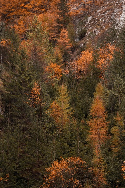 Free Trees Autumn photo and picture