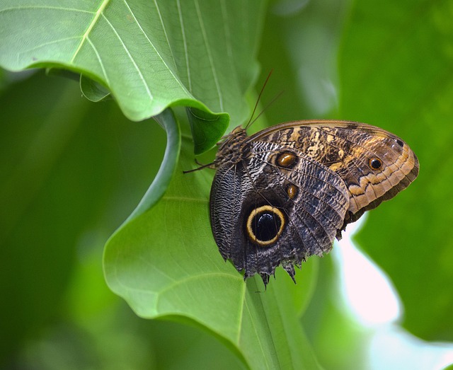Free Owl Butterfly Butterfly photo and picture