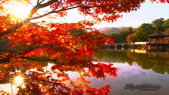 Free Gazebo Tree photo and picture