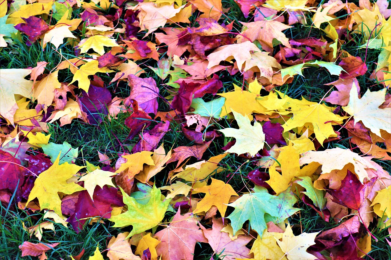 Feuilles Couleurs D'Automne Figure - Photo gratuite sur Pixabay - Pixabay