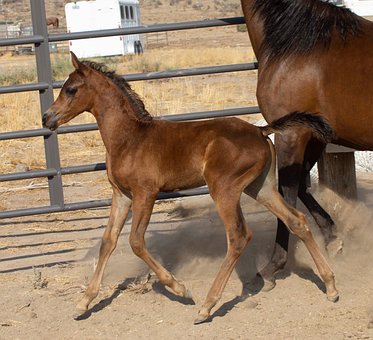 Free Horse Foal photo and picture