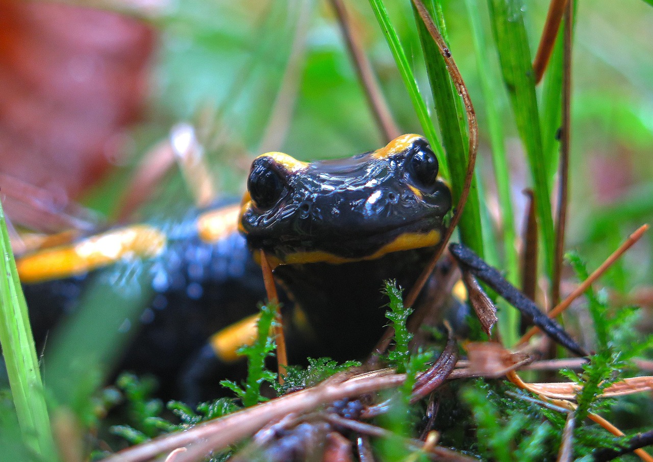 Salamander Amfibie Reptiel - Gratis foto op Pixabay - Pixabay