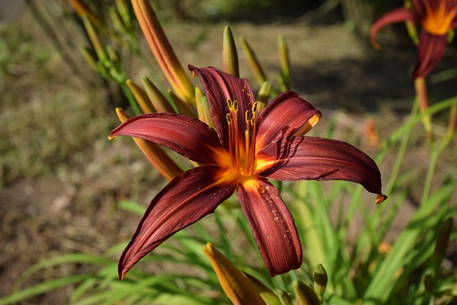 Lírio, Flor, Planta, Pétalas, Lilium