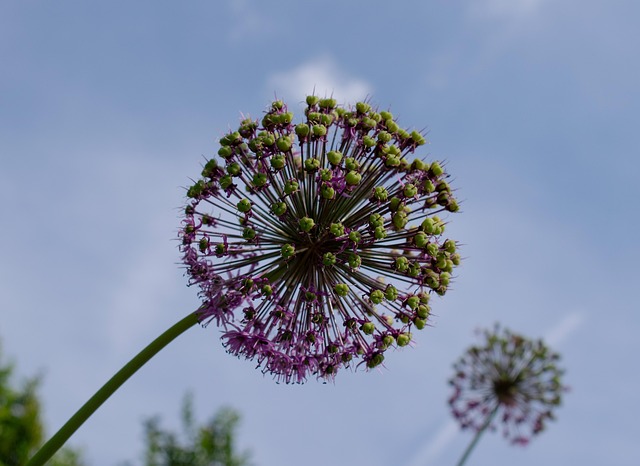 Gigante Allium, Botão, Flor