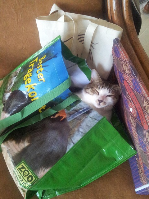 Kat, Huisdier, Schattig, Zoogdier