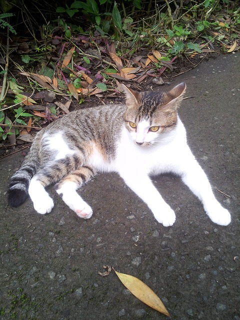 Kat, Huisdier, Dieren, Zoogdier