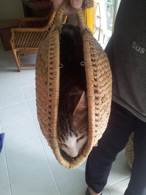 Kat, Huisdier, Dieren In Het Wild