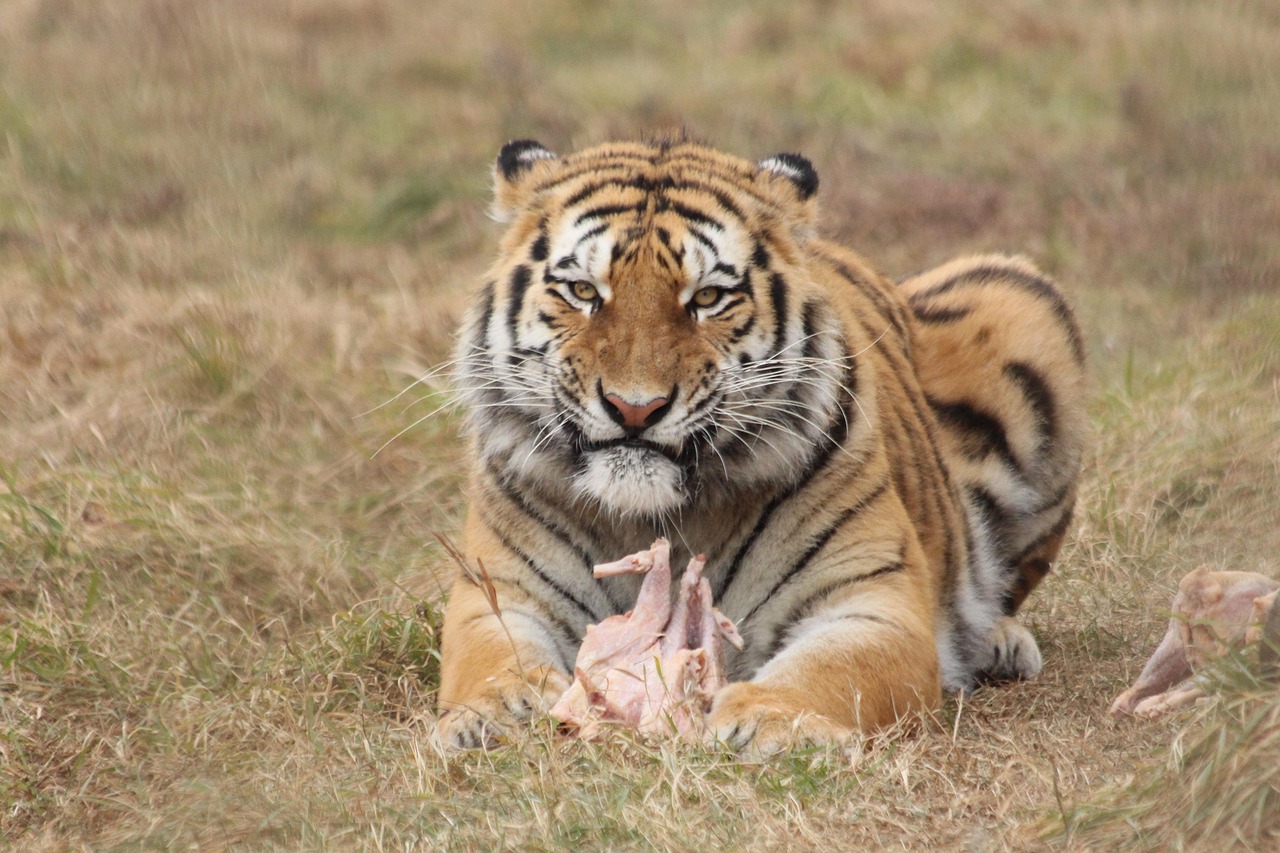 Tiger - free online jigsaw puzzle photo