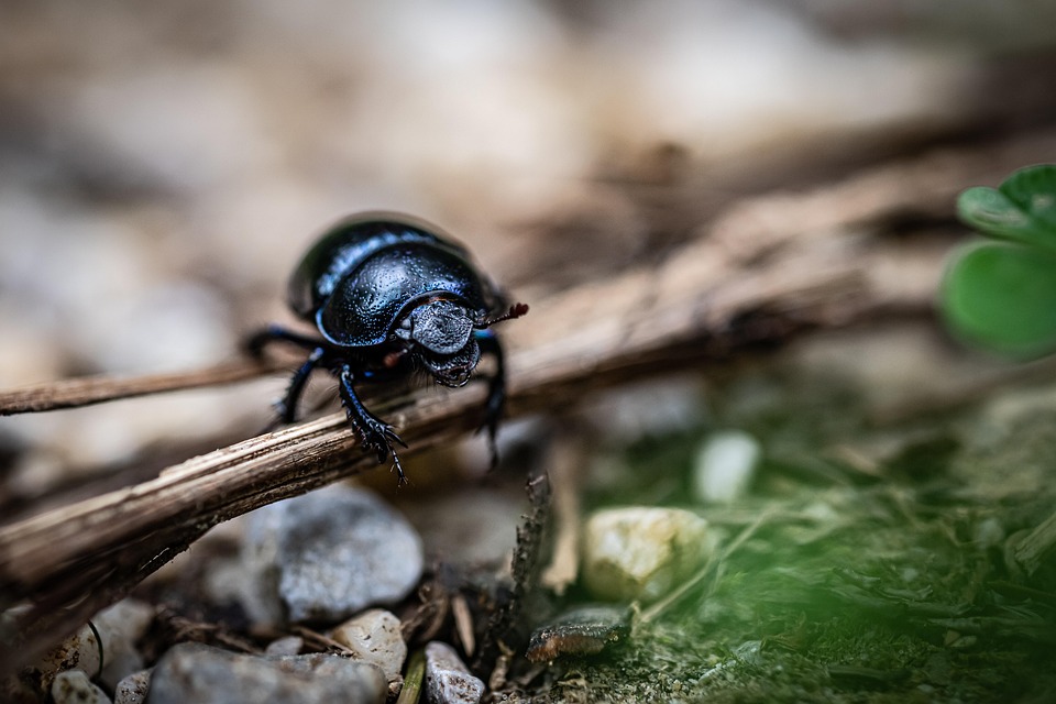 Dor Beetle Insect Geotrupes - Free photo on Pixabay