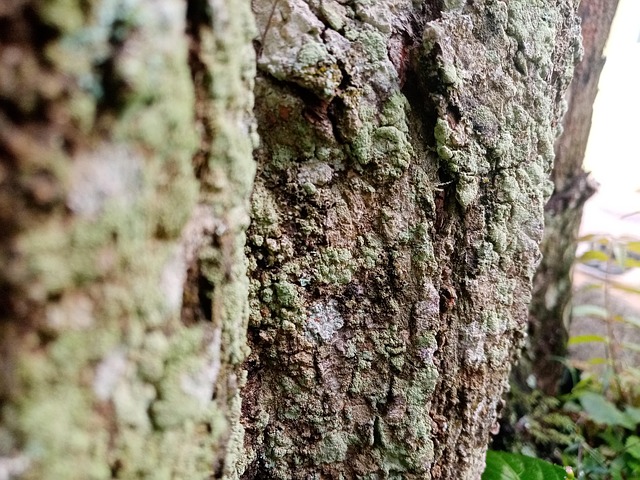 Árvore Porta-Malas Natureza - Foto gratuita no Pixabay - Pixabay