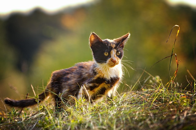 Free Cat Kitten photo and picture