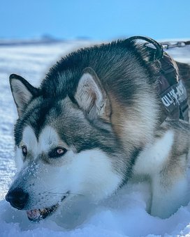 100以上の無料シベリアン ハスキー 犬画像