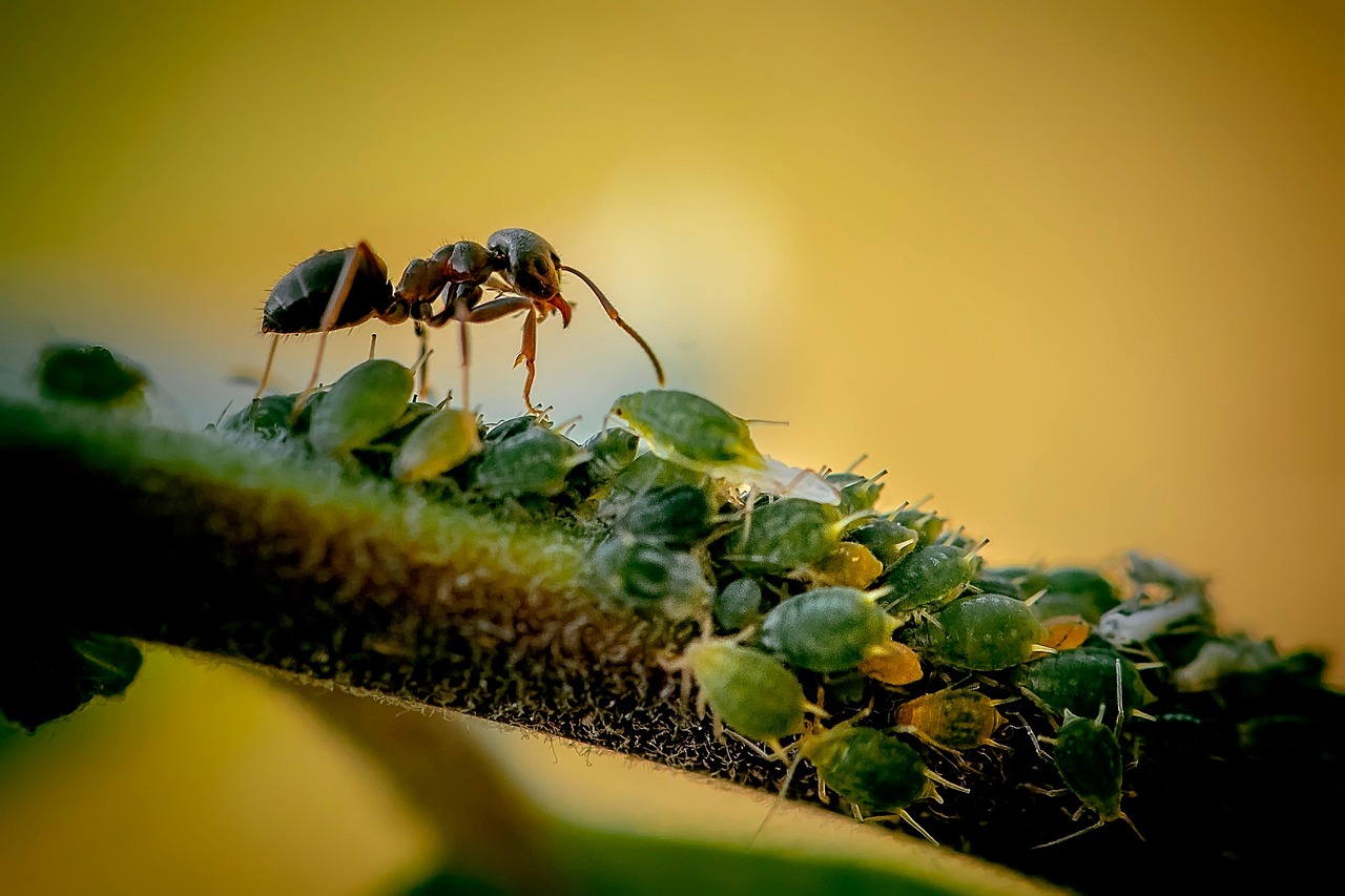 Ant - free online jigsaw puzzle photo