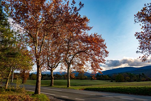 Free Autumn Trees photo and picture