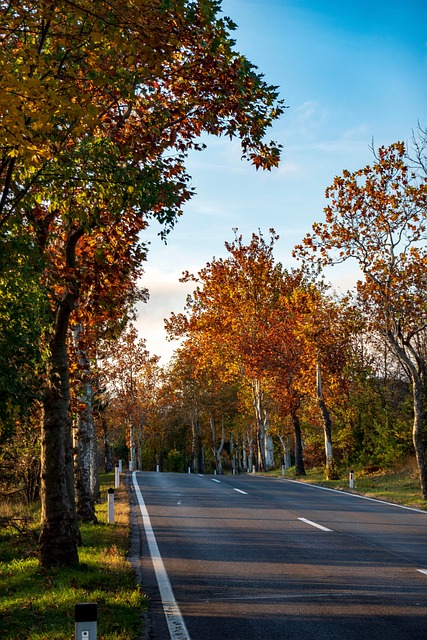 Free Autumn Trees photo and picture