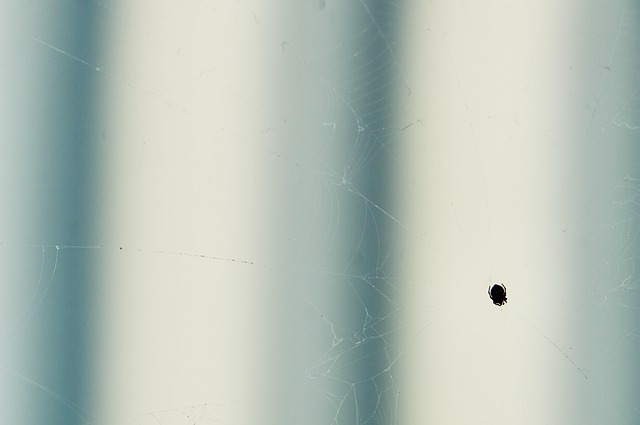 Free Spider Spider Web photo and picture