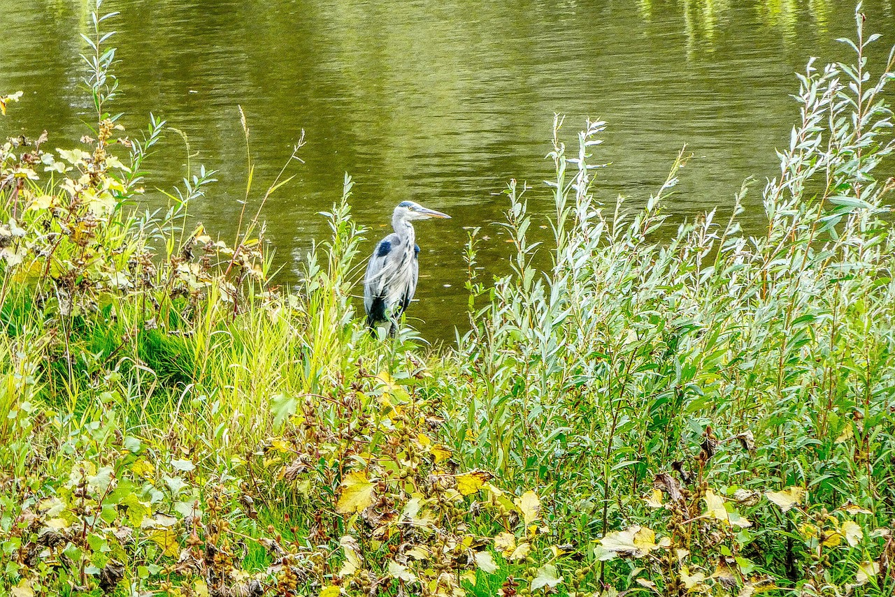 動物 サギ - Pixabayの無料写真 - Pixabay
