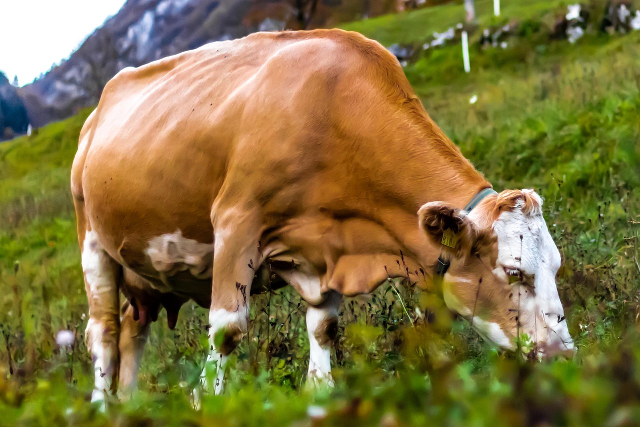 Cow - free online jigsaw puzzle photo