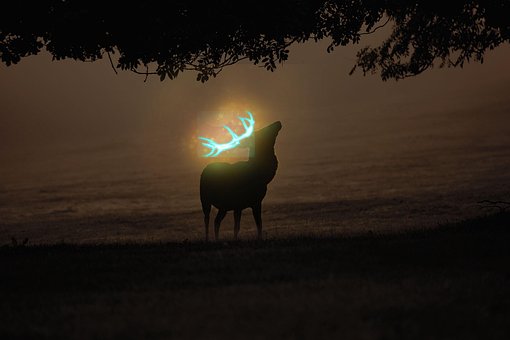 Free Animal Sonho photo and picture