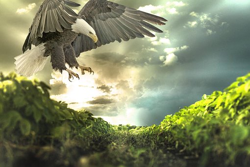 Free Bald Eagle Bird photo and picture