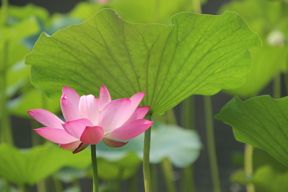 ロータス 花 植物 Pixabayの無料写真