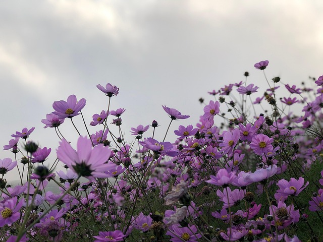 Free Cosmosflower Cosmos photo and picture