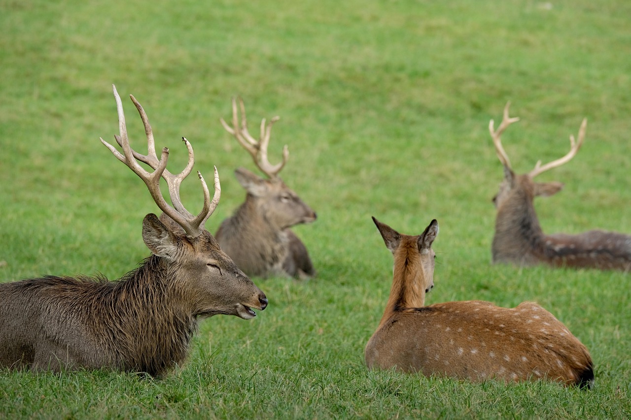 https://cdn.pixabay.com/photo/2020/11/04/06/05/deer-5711532_1280.jpg