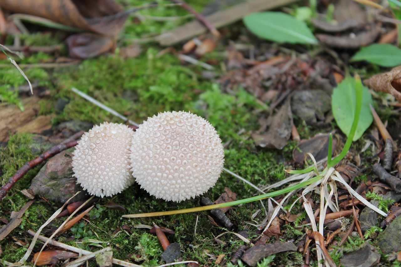 Download free HD stock image of Mushrooms Toadstools Free Mushrooms Toadstools photo and picture