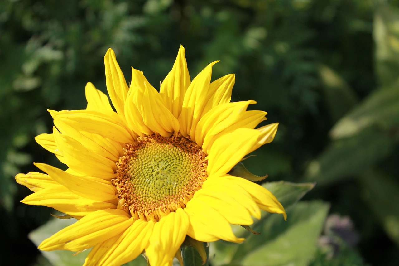 Sunflower Flower Plant Yellow - Free photo on Pixabay