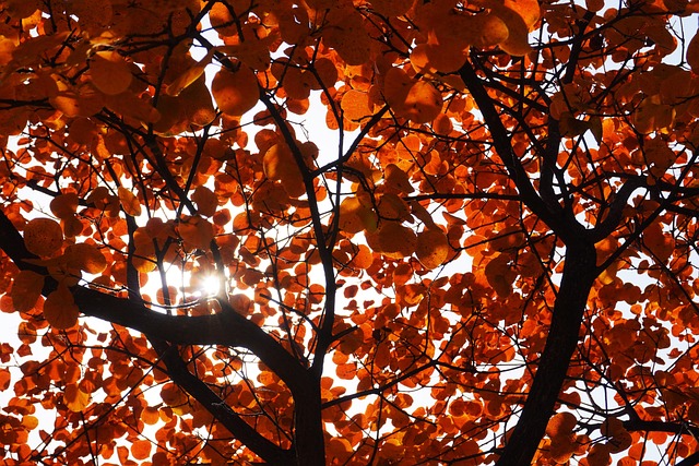 Free Autumn Leaves photo and picture