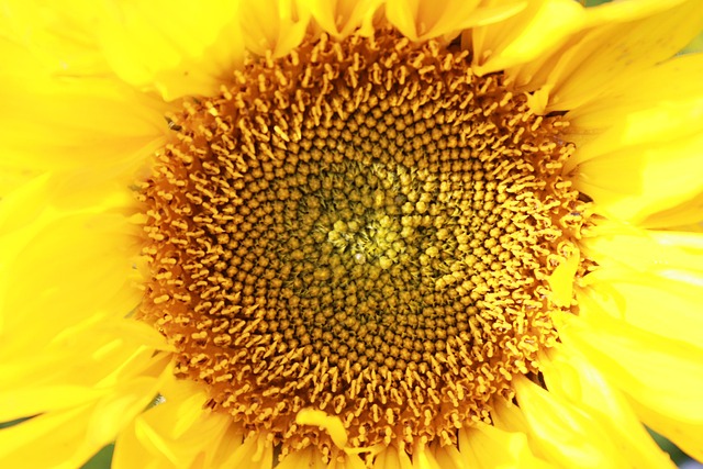 Tournesols Champ De Tournesol La Photo Gratuite Sur Pixabay Pixabay tournesols-champ-de-tournesol-la-photo-gratuite-sur-pixabay-pixabay