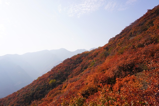 Free Mountain Forest photo and picture