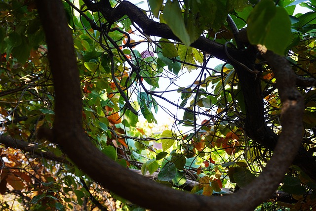 Free Autumn Fall photo and picture