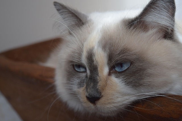 Free Osiris Ragdoll photo and picture