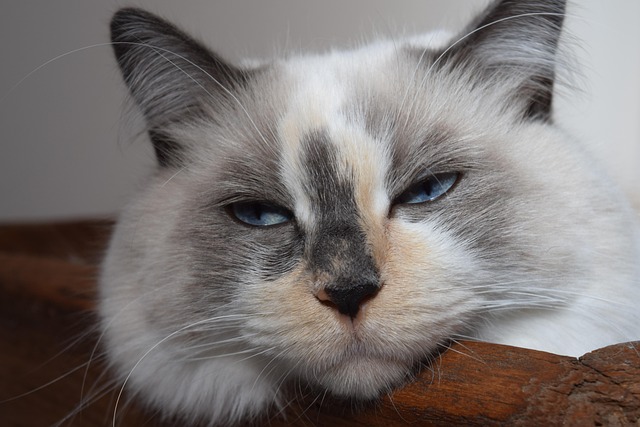 Free Osiris Ragdoll photo and picture