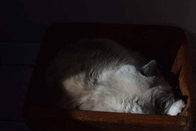 Free Osiris Ragdoll photo and picture