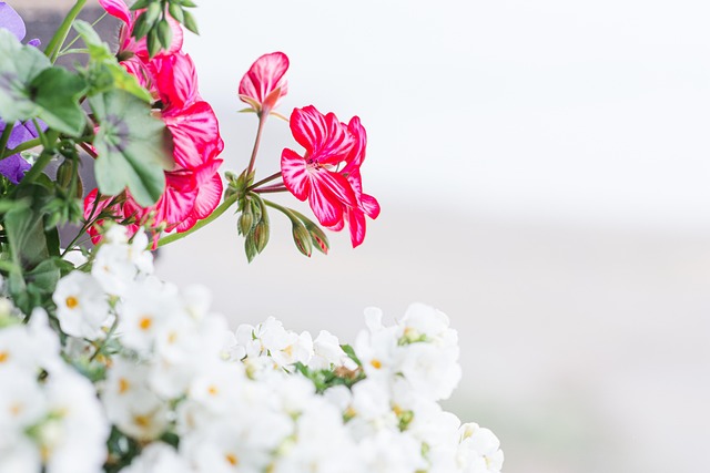 Blomster, Vår, Blomstre, Bloom, Planter