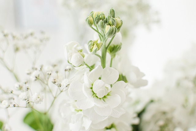 Hvit, Blomster, Vår, Knopper